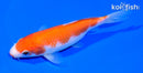 5.75" KOHAKU