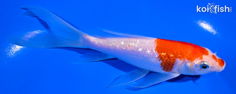 5.75" GINRIN KOHAKU BUTTERFLY