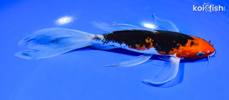 8" BENI MATSUKAWABAKE BUTTERFLY