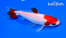 5" KUCHIBENI WAKIN GOLDFISH
