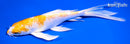 8" LEMON HARIWAKE BUTTERFLY