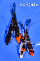 PACK OF (4) 4.25-4.5" MIXED STANDARD KOI