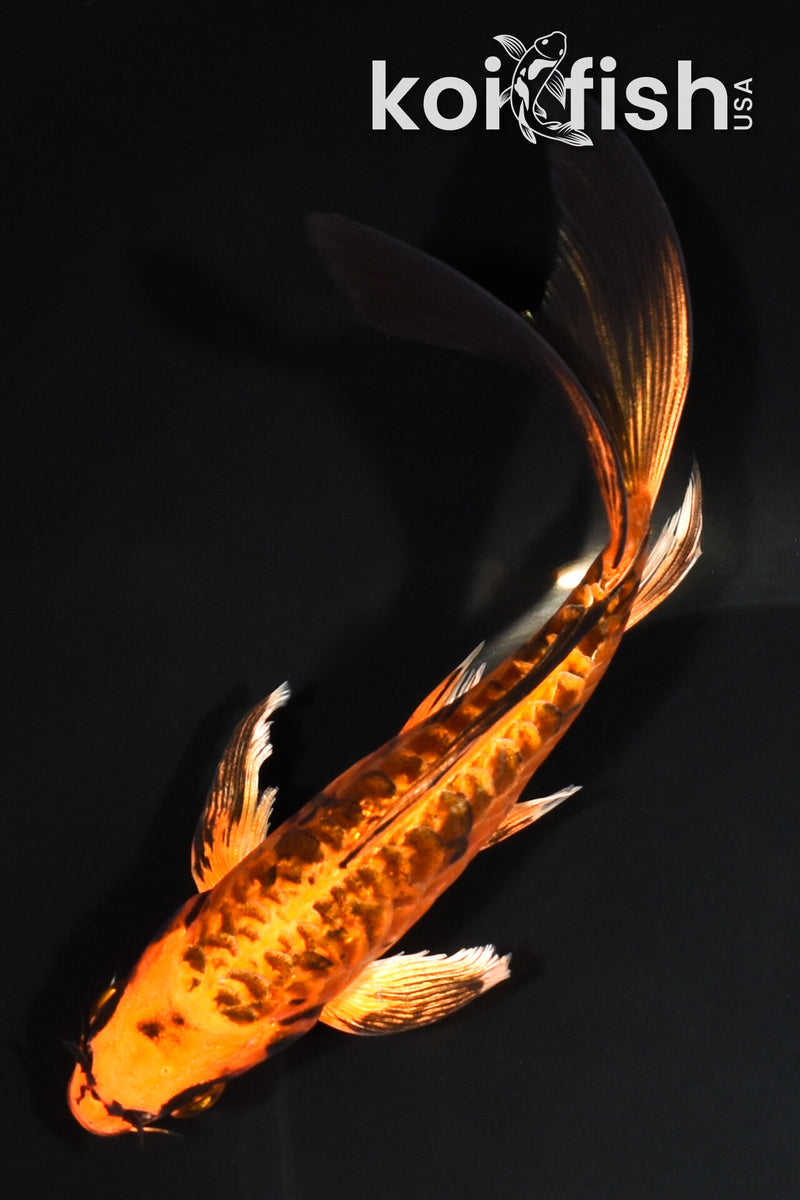 7.25" ARAGOKE ORENJI MATSUBA BUTTERFLY