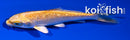 4" GINRIN YAMABUKI OGON