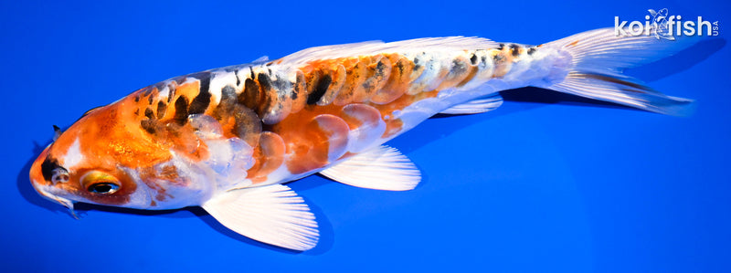 7.75" ARAGOKE KUJAKU