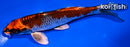 6.75" KUJAKU