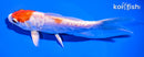 5.5" ARAGOKE KIKUSUI