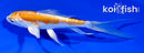 4.5" DOITSU LEMON HARIWAKE BUTTERFLY