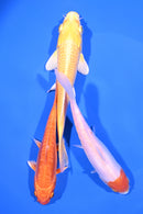 PACK OF (3) 6-7" STANDARD KOI