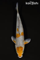 11.5" OCHIBA SHIGURE