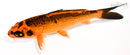5.75" ORENJI MATSUBA