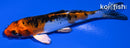 4.75" YAMATO NISHIKI