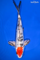 9" GINRIN SHOWA