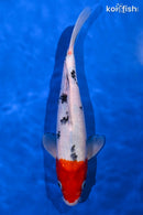 10.75" HOODED SANKE