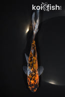 7.25" SHUBUNKIN GOLDFISH