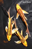 PACK OF (3) 4.75-5.5" BUTTERFLY KOI
