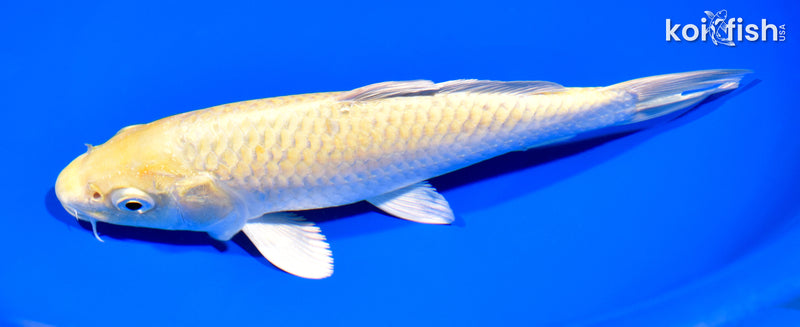 7.75" YAMABUKI OGON