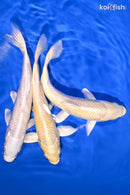 PACK OF (3) 6.5-7" STANDARD KOI