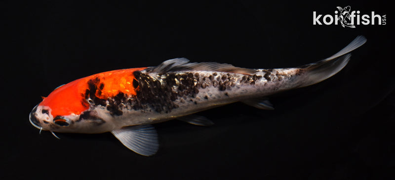 8" GINRIN GOSHIKI