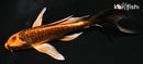 6" DOITSU ORENJI MATSUBA BUTTERFLY