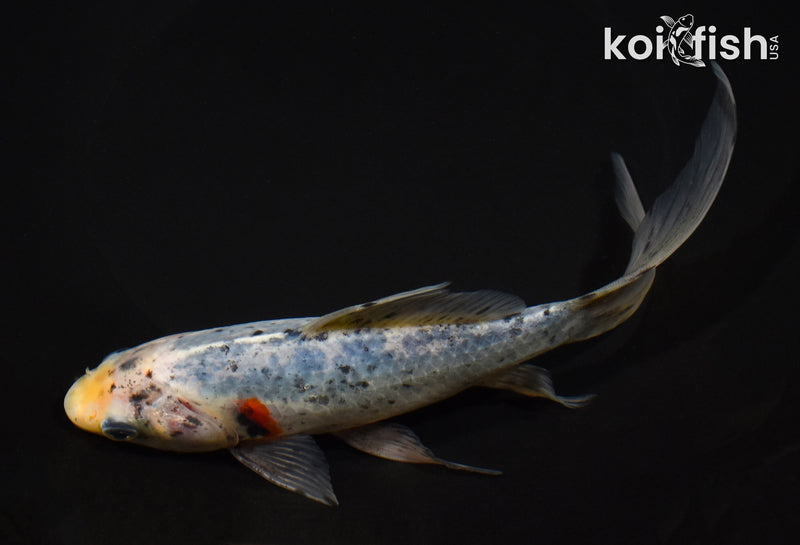 7.5" SHUBUNKIN GOLDFISH