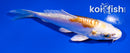 4" KIKUSUI