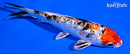 5.5" GINRIN YAMATO NISHIKI