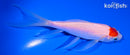 5.25" TANCHO KOHAKU BUTTERFLY