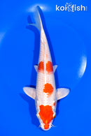9.25" HARIWAKE