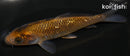 4.25" GINRIN OCHIBA SHIGURE