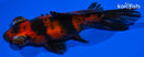 4.5" CALICO TELESCOPE FANTAIL GOLDFISH