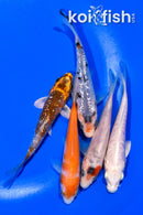 PACK OF (5) 4-4.25" STANDARD KOI