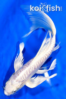 8.5" ARAGOKE PLATINUM OGON BUTTERFLY