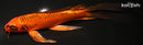 8" KIN ORENJI MATSUBA BUTTERFLY