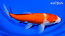 9.25" KOHAKU