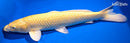 15" GINRIN YAMABUKI OGON