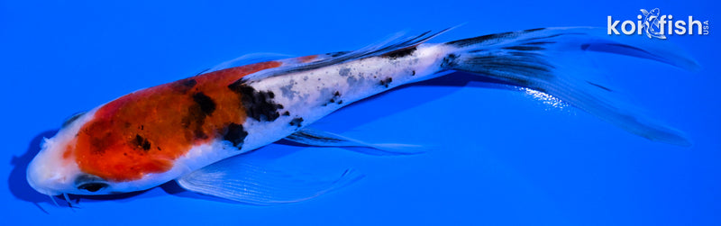 5.75" SANKE BUTTERFLY