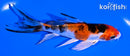 5" YAMATO NISHIKI BUTTERFLY