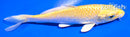 5" YAMABUKI OGON