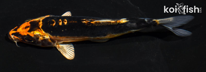5" BENI KIKOKURYU