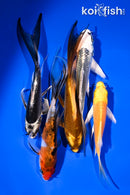 PACK OF (5) 4.5-5.5" BUTTERFLY KOI
