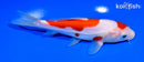 6.5" DOITSU KOHAKU
