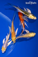 PACK OF (5) 3.75-4.75" BUTTERFLY KOI