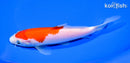 6.75" KOHAKU