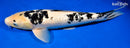 18.5" GINRIN SHIRO BEKKO