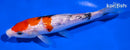 6.5" GINRIN SANKE