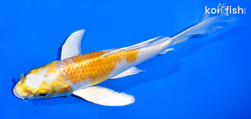 6" HARIWAKE BUTTERFLY