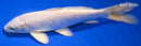 7.25" PLATINUM OGON