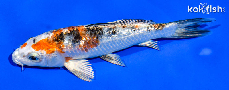 6" GINRIN YAMATO NISHIKI