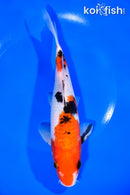 8.25" SANKE